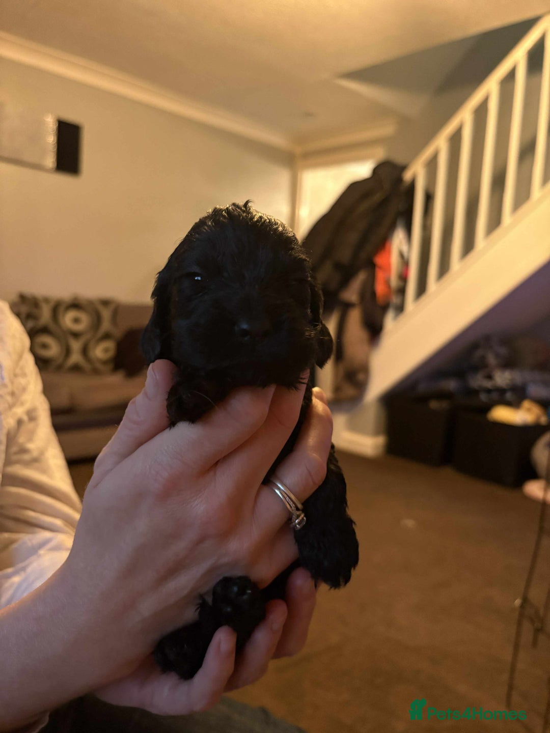 Cockapoo dogs for sale: Stunning litter of cockapoos  - Advert 15