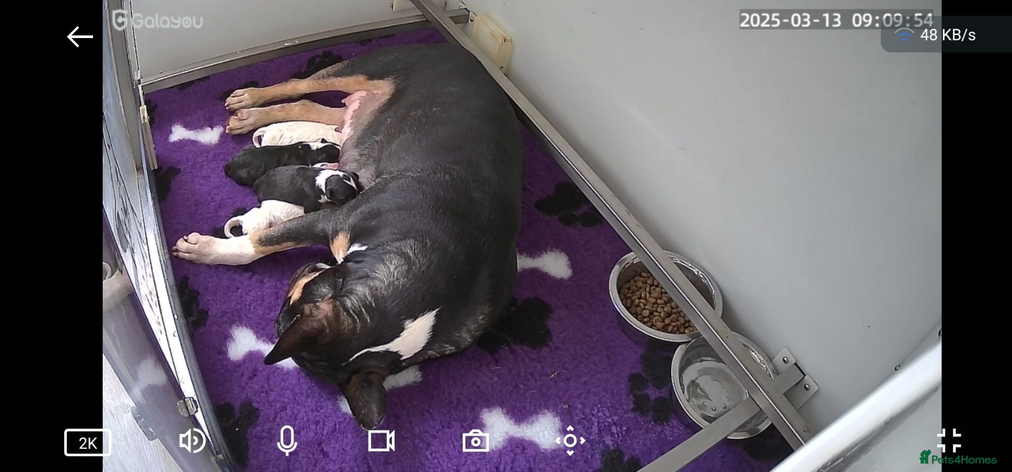 English Bull Terrier dogs 4 BEAUTIFUL ENGLISH BULLS - Advert 1