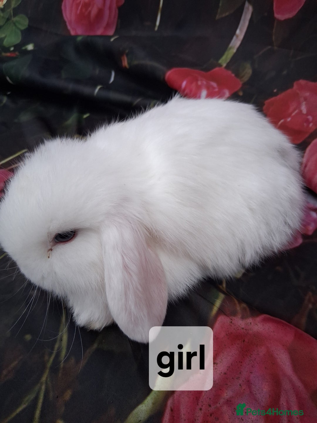 Mini Lop rabbits for sale: Mini lop rabbits  - Advert 4