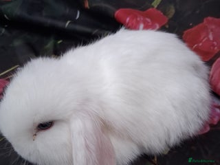 Mini Lop rabbits Mini lop rabbits - Advert 5