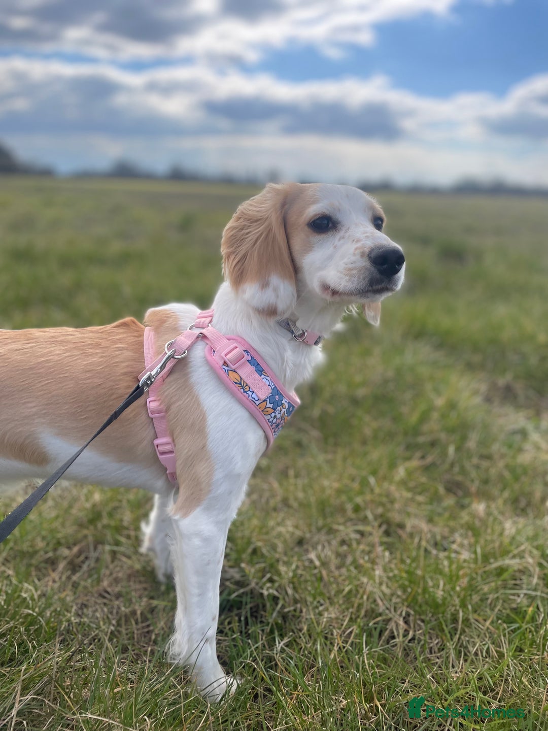 Cocker Spaniel dogs for sale: Nellie - Advert 2