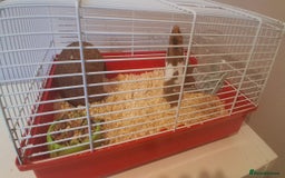 Hamster rodents for sale: Male Syrian Hamster  - Image 3