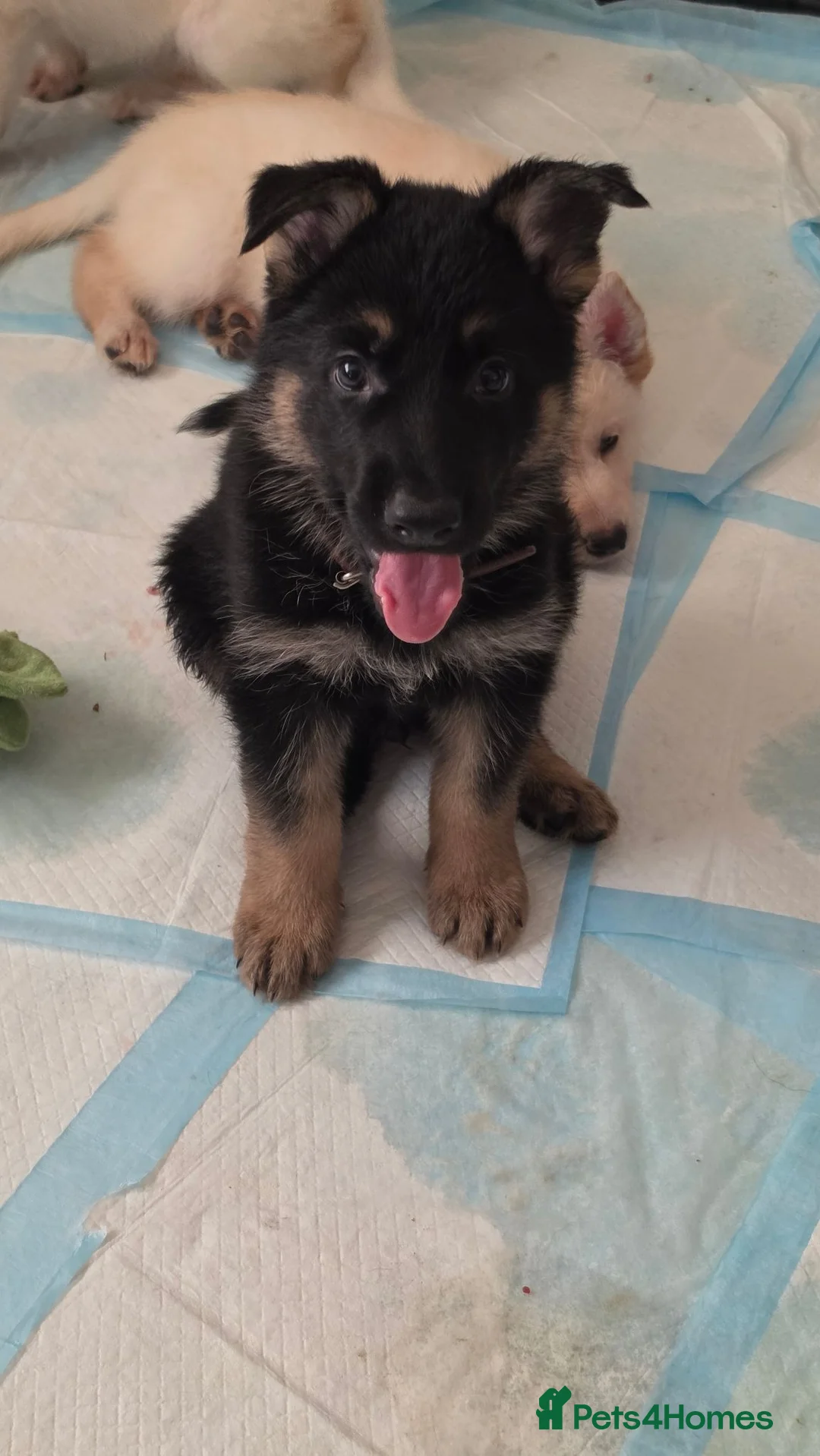 German Shepherd dogs for sale: Exceptional German Shepherd Puppies - Advert 2