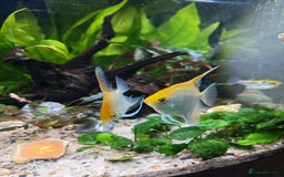 Angelfish fish for sale: Breeding pair of angelfish  - Advert 2