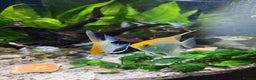 Angelfish fish for sale: Breeding pair of angelfish  - Advert 2