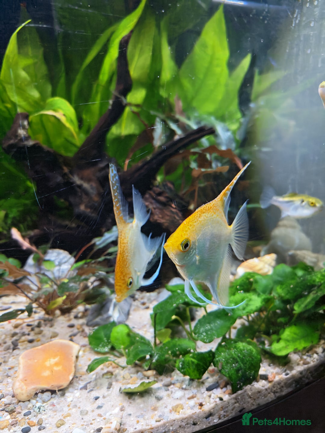 Angelfish fish for sale: Breeding pair of angelfish  - Advert 2