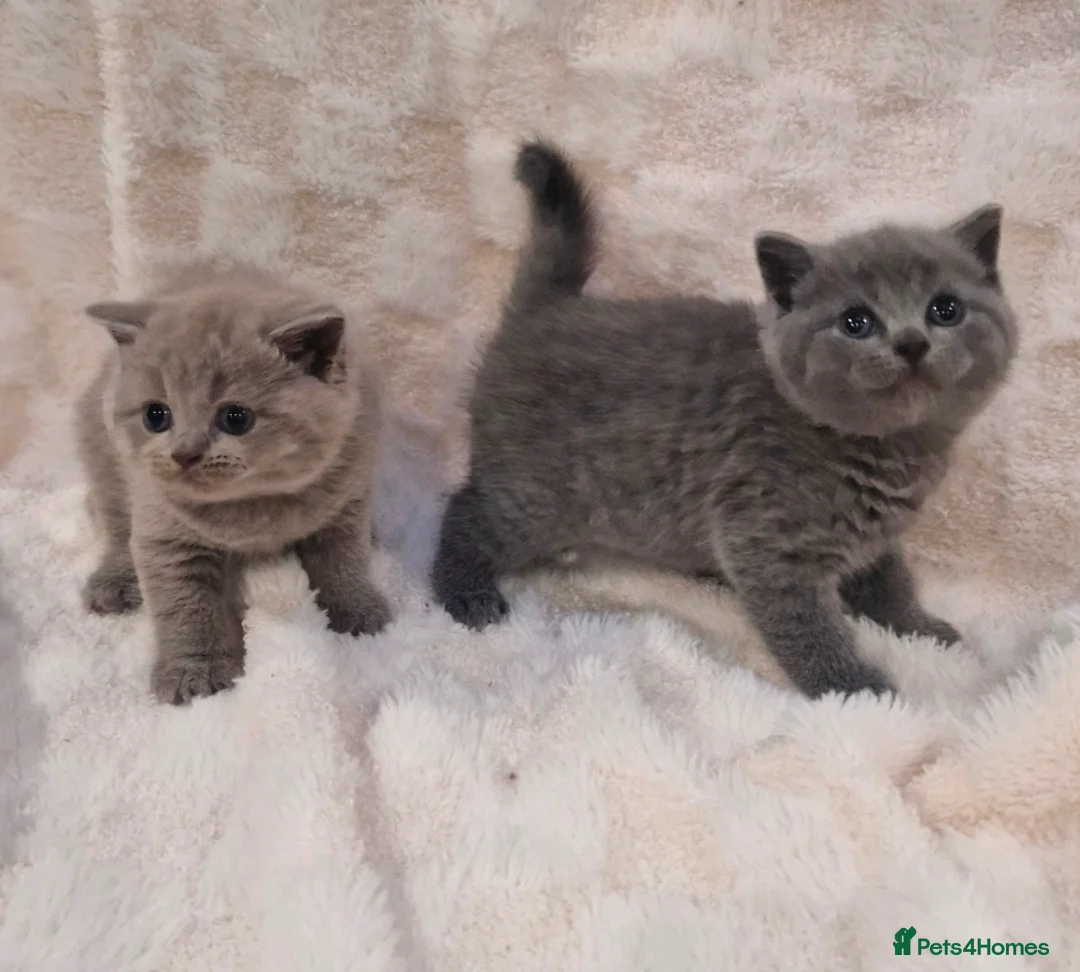 British Shorthair cats for sale: British shorthair blue and lilac - Advert 2