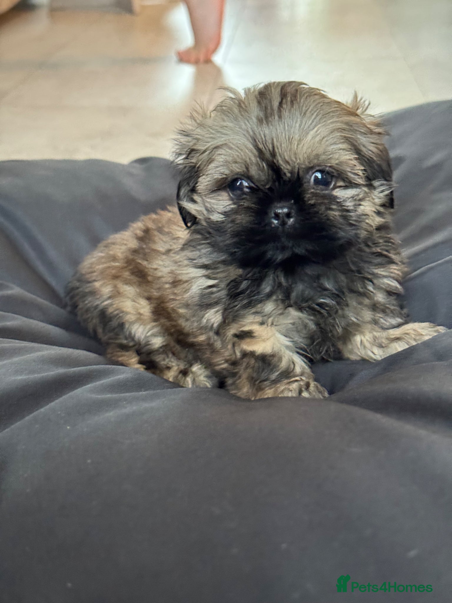 Shih Tzu dogs Shihtzu girl pup - Advert 2