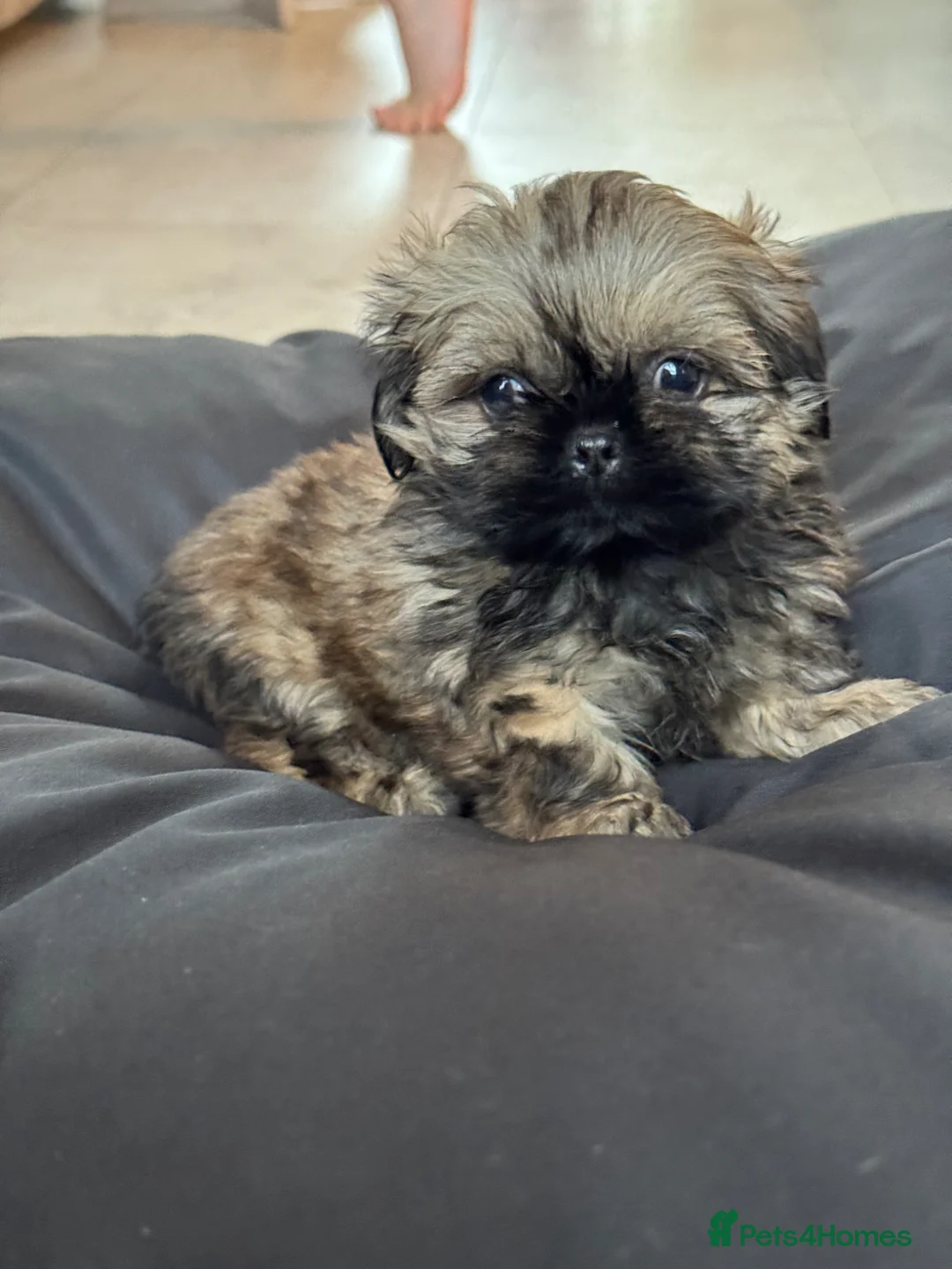 Shih Tzu dogs for sale: Shihtzu girl pup - Advert 1