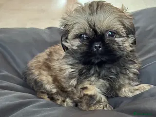 Shih Tzu dogs Shihtzu girl pup - Advert 2