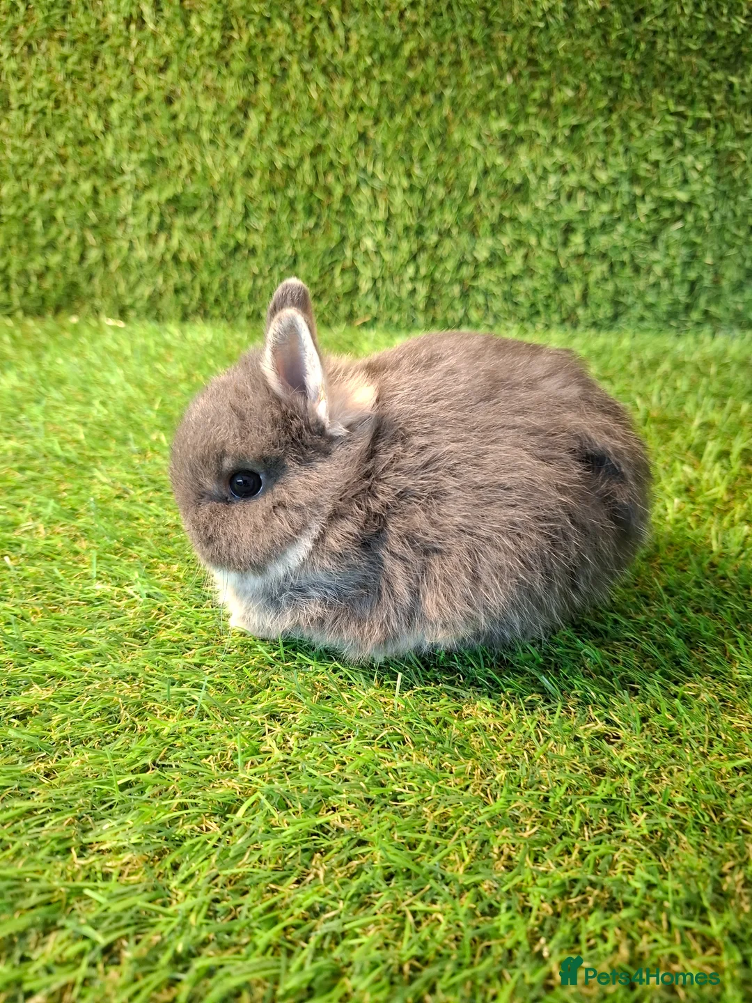 Netherland Dwarf rabbits for sale: QUALITY NETHERLAND DWARF - Advert 4