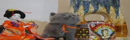 British Shorthair cats for sale: ✨ CIAOKITTY — BLUE BRITISH SHORTHAIR KITTENS ✨ in Widnes - Advert 16
