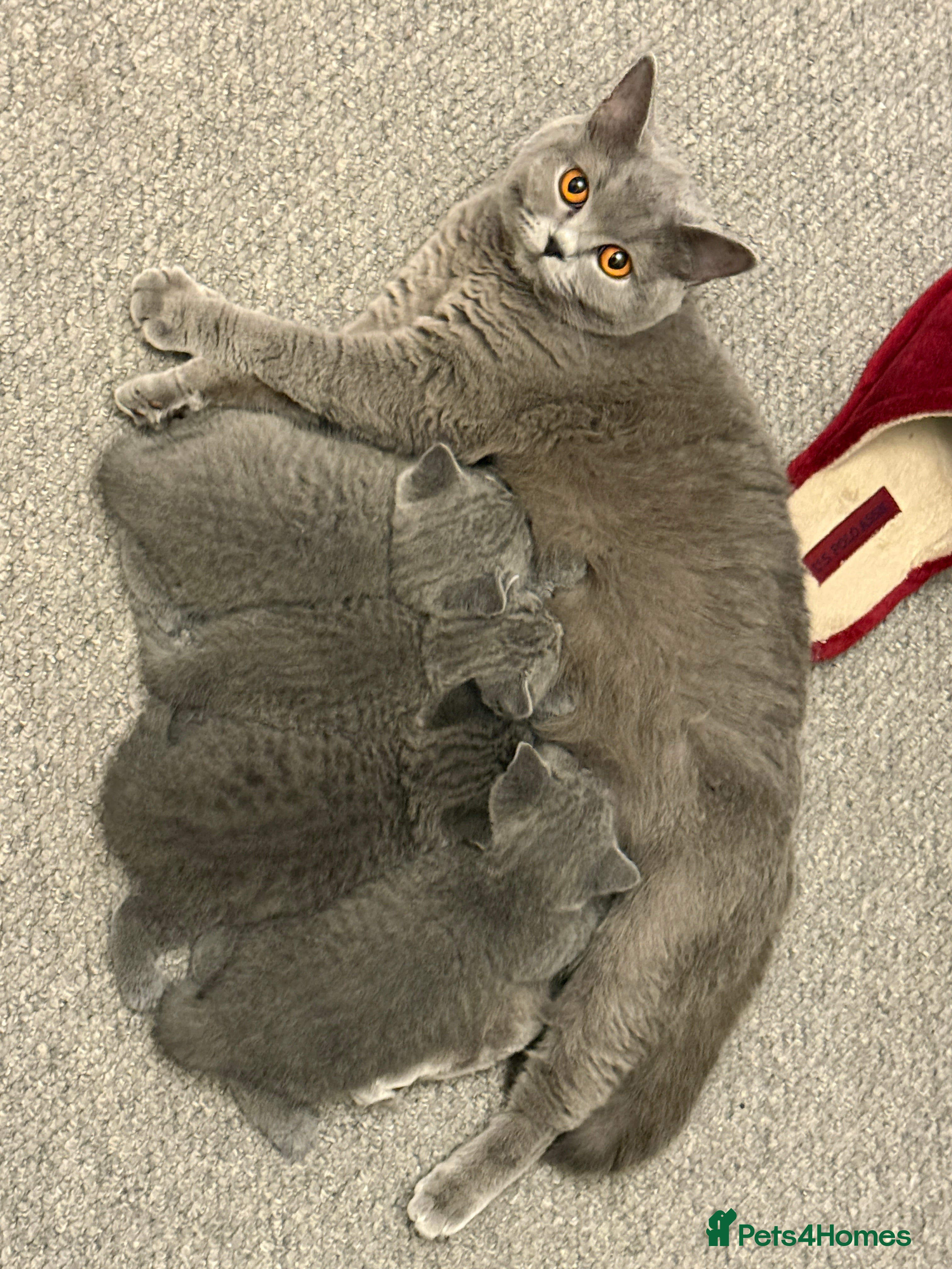 British Shorthair cats 💙 Beautiful British Shorthair Blue Kittens 💙 - Advert 1