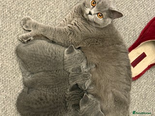 British Shorthair cats 💙 Beautiful British Shorthair Blue Kittens 💙 - Advert 1