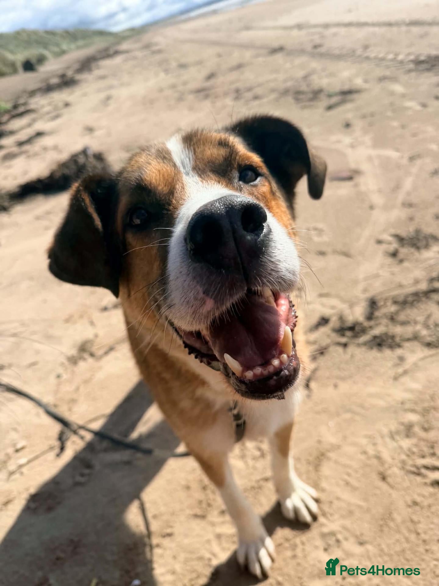 Mixed Breed dogs Meet Duke - Advert 1
