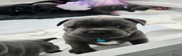 Staffordshire Bull Terrier dogs for sale: Staffordshire bull terrier highest pedigree pups - Advert 6