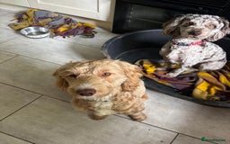 Cockapoo dogs for sale: Sad sale blonde and white male cockapoo - Image 3