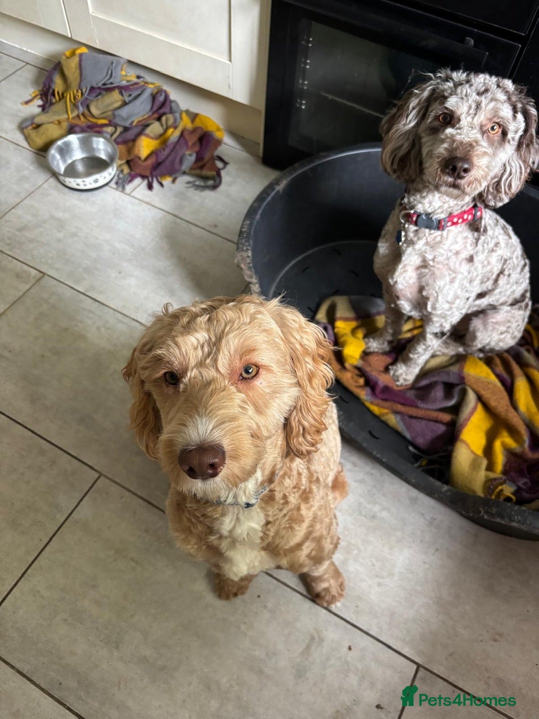 Cockapoo dogs for sale: Sad sale blonde and white male cockapoo - Image 3