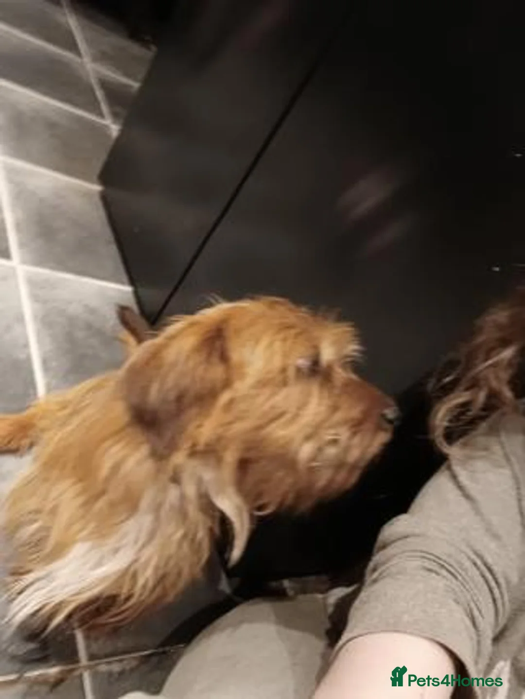 Mixed Breed dogs for sale: Dachshund Lhasa cross Male - Advert 3