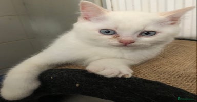 British Shorthair cats - Advert 12