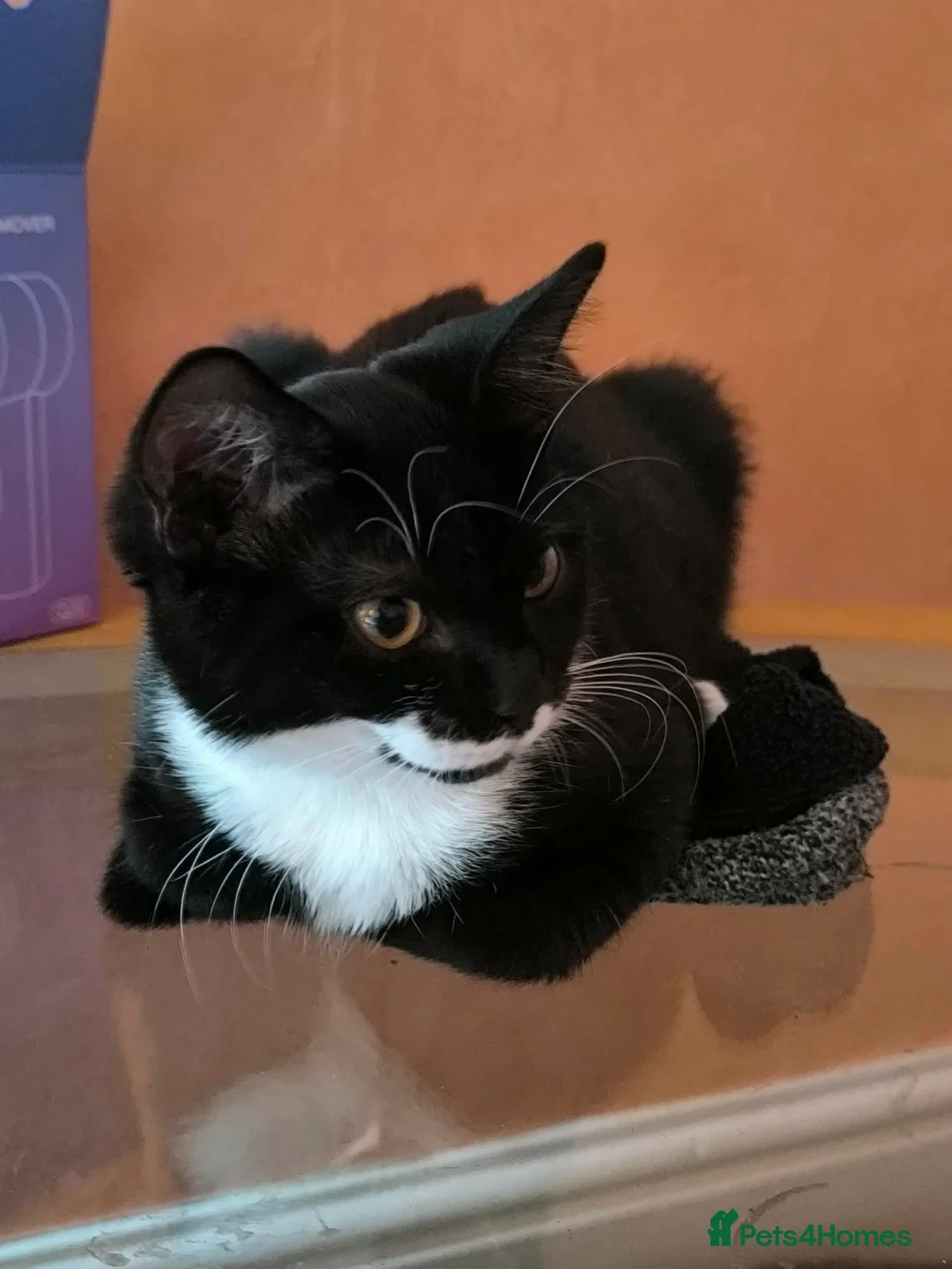 Mixed Breed cats for sale: Kittens  in Blackburn - Advert 2