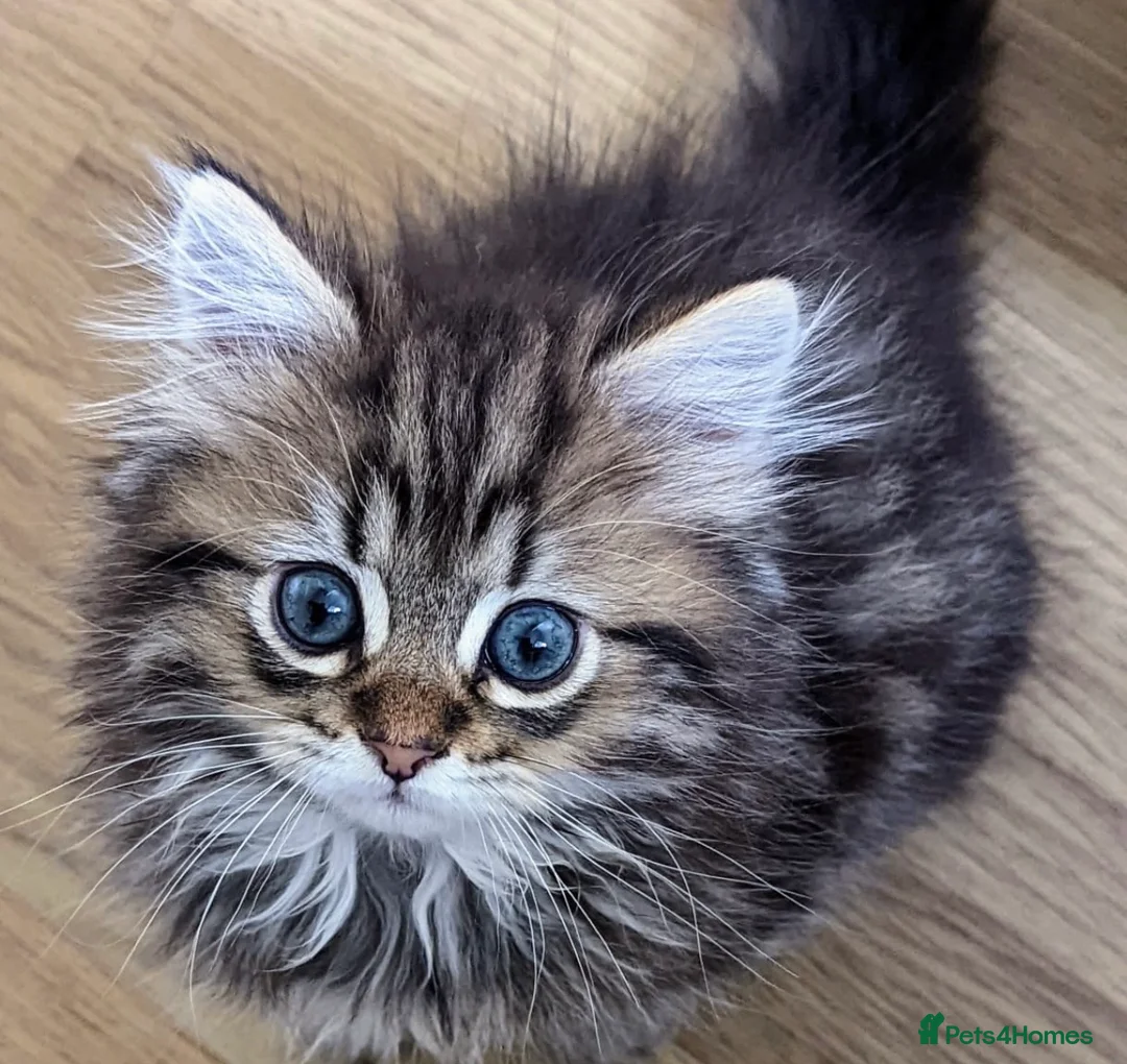 Mixed Breed cats for sale: Persian and British shorthair mix - Advert 1