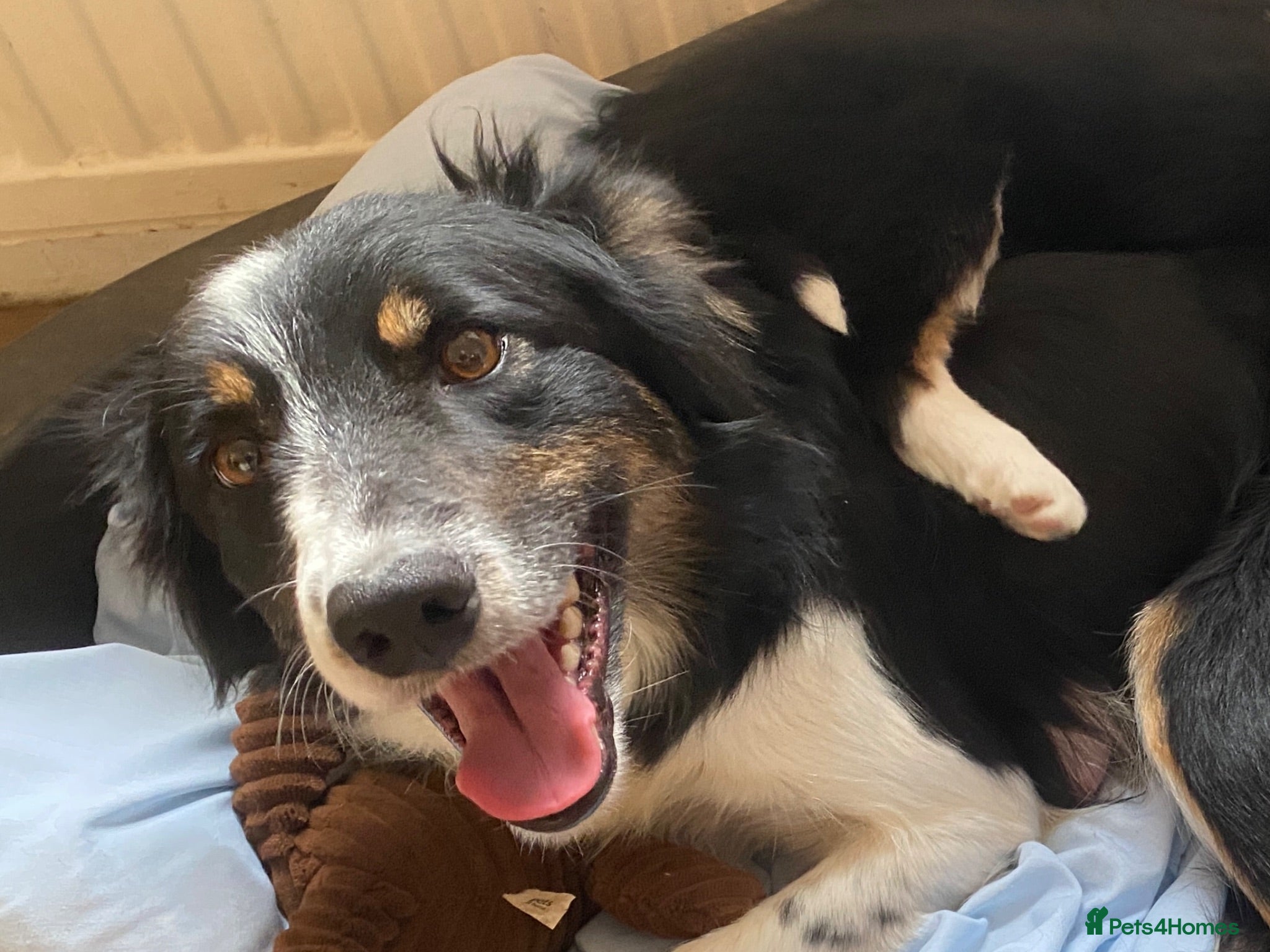 Border Collie dogs Border Collie Puppies | Health Tested Parents  - Advert 2