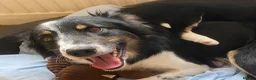 Border Collie dogs for sale: Border Collie Puppies | Health Tested Parents  - Advert 2