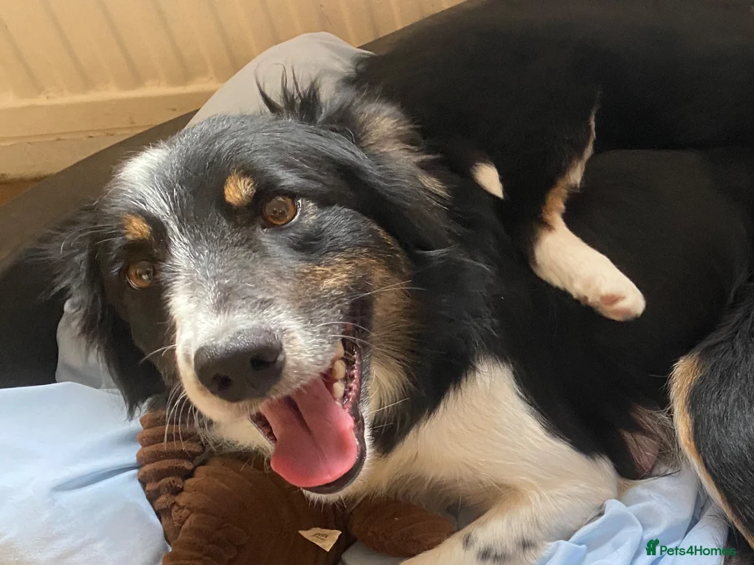 Border Collie dogs for sale: Border Collie Puppies | Health Tested Parents  - Advert 2