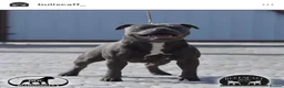 Staffordshire Bull Terrier dogs for sale: KC Registered Blue Staffy Puppies - Advert 9