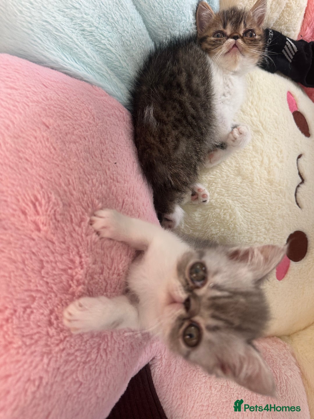 Exotic cats for sale: 4 kittens ready to go - Image 1