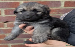 German Shepherd dogs for sale: Rare long-haired German shepherd puppies for sale - Advert 5