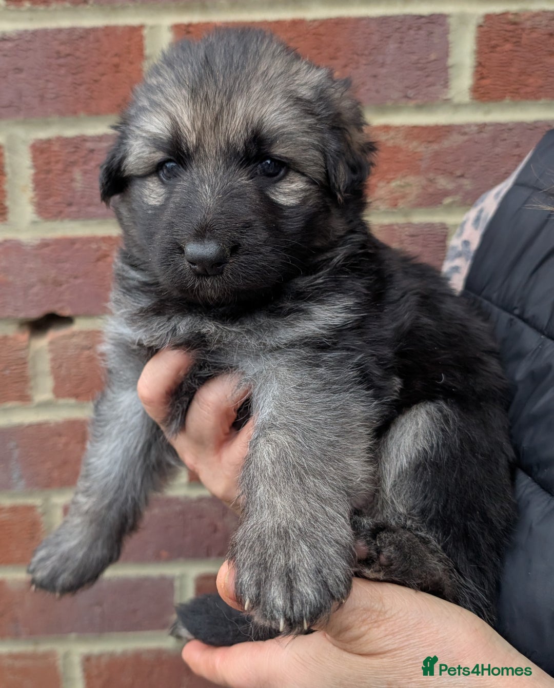 German Shepherd dogs for sale: Rare long-haired German shepherd puppies for sale - Advert 5