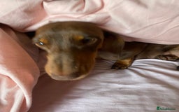 Dachshund dogs for sale: Smooth haired dachshunds for sale Tiverton devon - Image 2