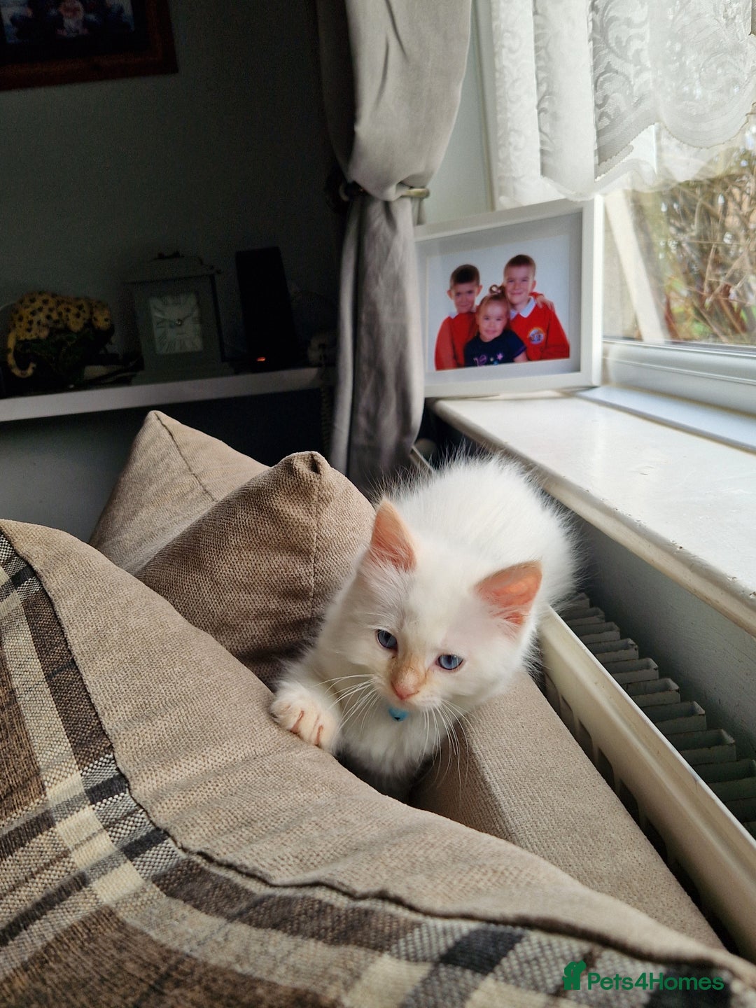 Ragdoll cats for sale: Beautiful Ragdoll Kitten  - Image 12