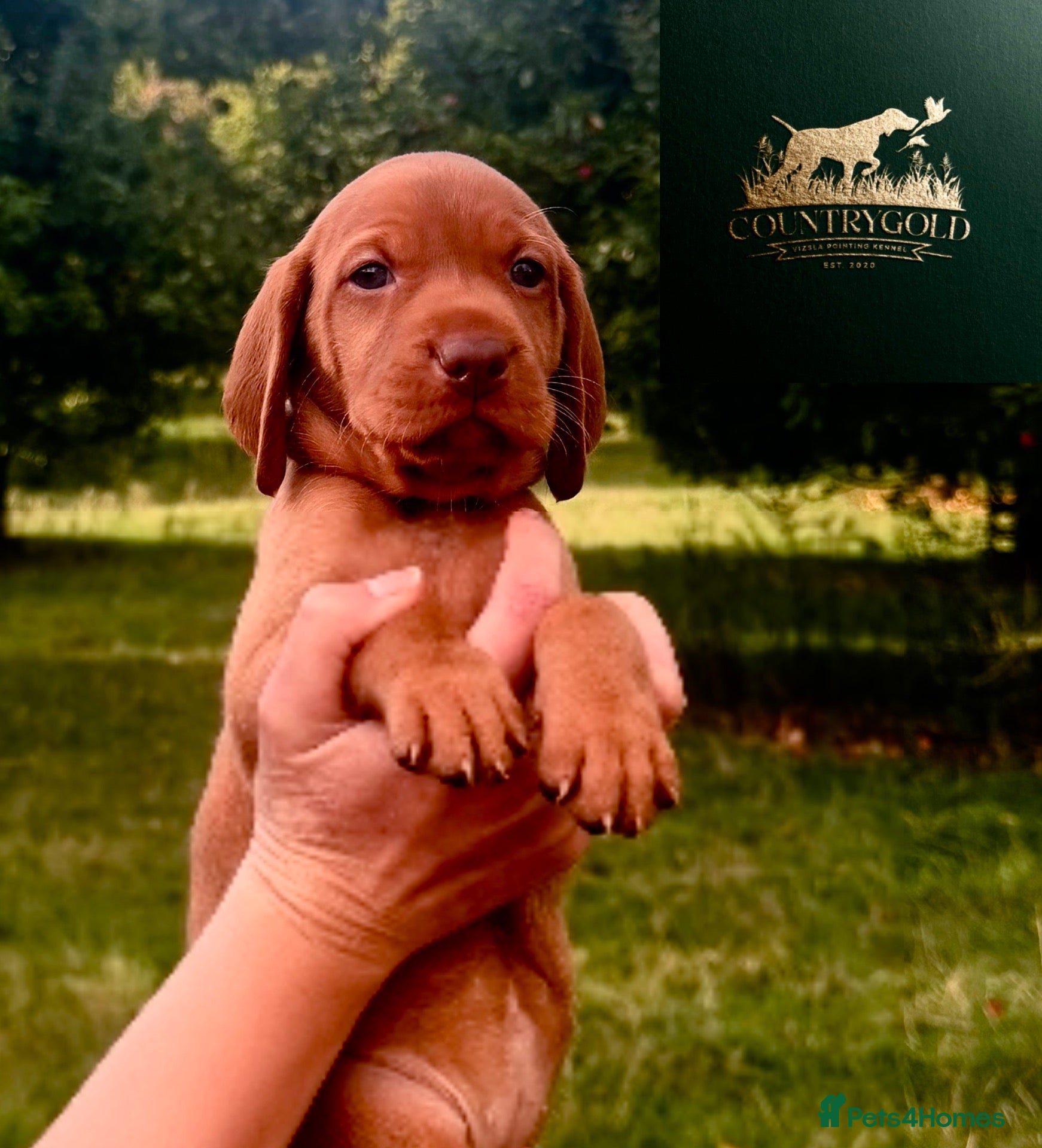 Hungarian Vizsla dogs CH SHOW & FIELD TRIAL COUNTRYGOLD VIZSLAS - Advert 4