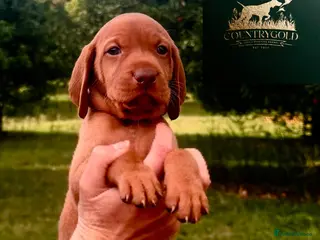 Hungarian Vizsla dogs CH SHOW & FIELD TRIAL COUNTRYGOLD VIZSLAS - Advert 4