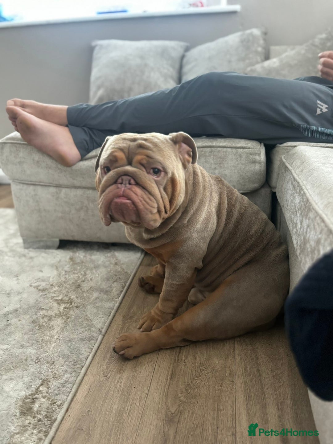 English Bulldog dogs for stud: English Bulldog (Stud) - Advert 14