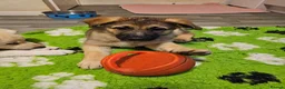 German Shepherd dogs for sale: Straight backed Female German Shepherds  - Advert 6