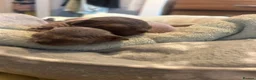 Sphynx cats for sale: Beautiful sphynx babies  - Advert 17