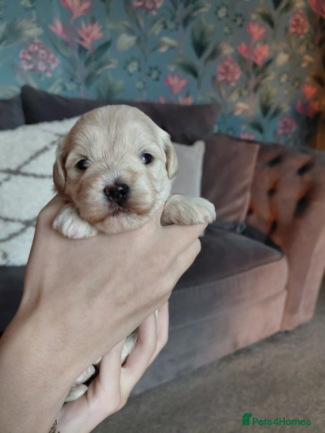 Maltipoo dogs for sale: F1 tiny adorable maltipoo  - Advert 27