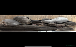 French Bulldog dogs for sale: REDUCED - FINAL 3 FRENCH BULLDOG PUPPIES - Advert 2