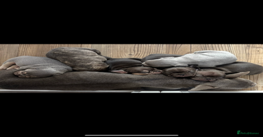 French Bulldog dogs REDUCED - FINAL 3 FRENCH BULLDOG PUPPIES - Advert 7