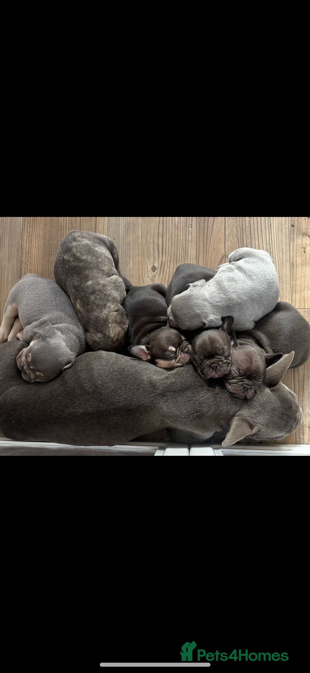 French Bulldog dogs for sale: REDUCED - FINAL 3 FRENCH BULLDOG PUPPIES - Advert 2