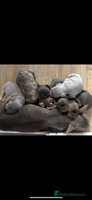 French Bulldog dogs REDUCED - FINAL 3 FRENCH BULLDOG PUPPIES - Advert 6