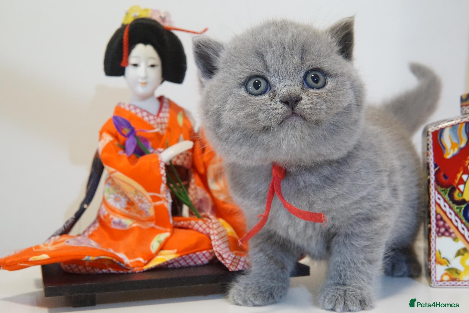 British Shorthair cats ✨ CIAOKITTY — BLUE BRITISH SHORTHAIR KITTENS ✨ - Advert 1