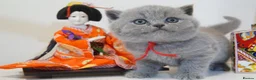 British Shorthair cats for sale: ✨ CIAOKITTY — BLUE BRITISH SHORTHAIR KITTENS ✨ in Widnes - Advert 1