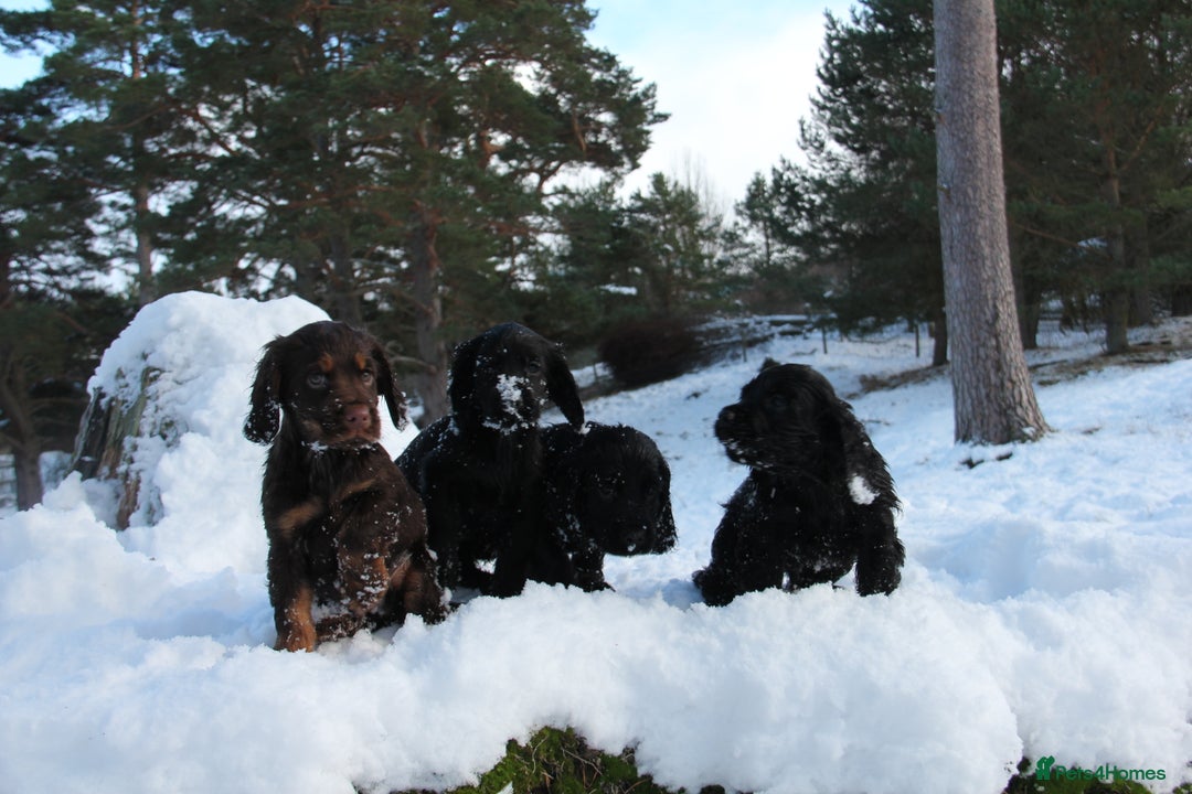 Cocker Spaniel dogs for sale: Gorgeous KC Reg Cocker Spaniels for Forever Homes - Advert 21