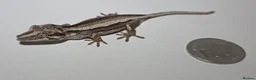Gecko reptiles for sale: Gargoyle Gecko in Bexleyheath - Advert 4