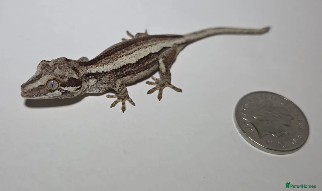 Gecko reptiles for sale: Gargoyle Gecko in Bexleyheath - Advert 4